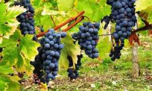 Виноград Каберне Совиньон: описание, правила посадки и способы ухода