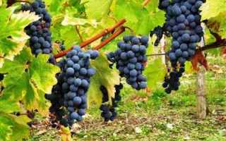 Виноград Каберне Совиньон: описание, правила посадки и способы ухода