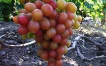 Виноград Гран При: описание сорта, фото, видео, отзывы садоводов