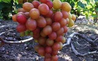 Виноград Гран При: описание сорта, фото, видео, отзывы садоводов