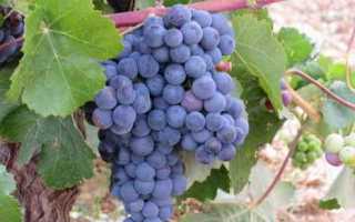 Виноград сорт Бобаль: описание, правила посадки и способы ухода