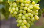 Виноград сорт Рататуй: описание, выращивание, отзывы садоводов
