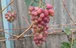 Виноград Бонус: описание сорта, фото, отзывы садоводов
