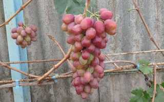Виноград Бонус: описание сорта, фото, отзывы садоводов