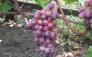 Виноград Армани: описание сорта, фото, видео, отзывы