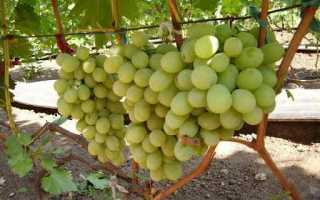 Виноград Божий дар: характеристика, правила выращивания, отзывы садоводов