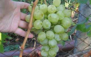 Виноград Ермак: описание и правила выращивания сорта