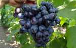Виноград Краса Балок: описание сорта, посадка, уход, фото, отзывы садоводов