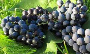 Виноград Таежный: описание сорта, фото и отзывы садоводов