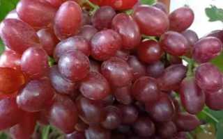 Виноград Щелкунчик: характеристика, выращивание, плюсы и минусы сорта