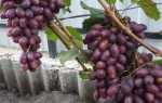 Виноград Румейка: характеристика, особенности выращивания, отзывы садоводов