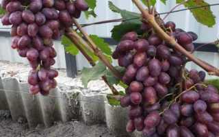 Виноград Румейка: характеристика, особенности выращивания, отзывы садоводов