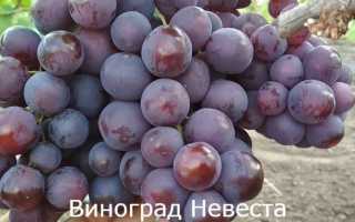 Виноград Невеста: описание сорта, фото, отзывы садоводов