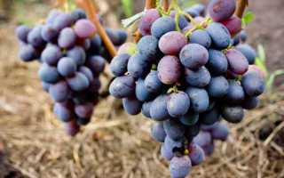 Виноград Кармакод: описание сорта, фото, видео, отзывы садоводов