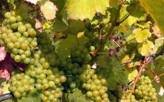 Виноград Ла Креснт: описание сорта, фото, отзывы садоводов