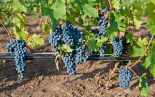 Виноград сорт Марселан: описание, правила посадки, способы ухода