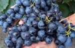 Виноград Ласточка: описание сорта, фото, видео, отзывы садоводов