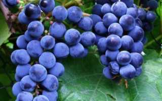 Виноград Триумф: описание сорта, фото, отзывы садоводов