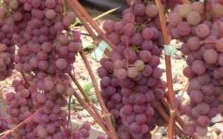 Виноград Сомерсет Сидлис: описание сорта, фото, отзывы садоводов
