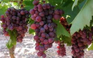 Виноград Краски осени: характеристика, правила посадки и способы ухода