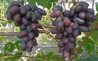 Cамые сладкие сорта винограда