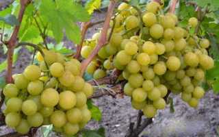 Виноград Колобок — описание и основные правила выращивания сорта