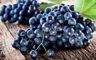 Виноград Кишмиш черный: описание сорта, выращивание, отзывы садоводов