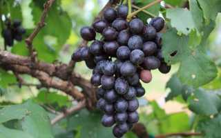 Виноград Вэлиант: описание сорта, посадка, уход, отзывы садоводов