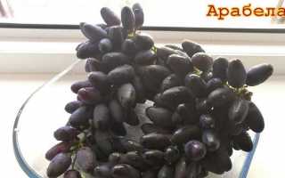 Виноград Арабелла: описание сорта, фото, видео, отзывы садоводов