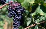 Виноград Черный Жемчуг: характеристика, посадка, уход, отзывы садоводов