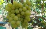 Виноград Хелена: описание сорта, правила выращивания, отзывы садоводов