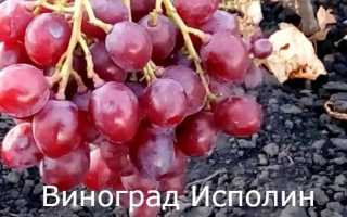 Виноград Исполин: описание сорта, посадка, уход, фото, отзывы