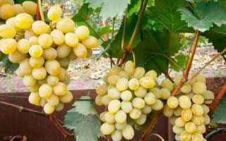 Виноград Феномен: описание, правила выращивания, отзывы садоводов