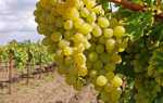 Виноград Виорика: описание, правила выращивания, отзывы садоводов