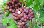 Виноград Альянс: характеристика, посадка, уход, отзывы садоводов