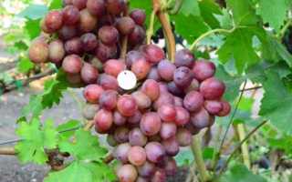 Виноград Альянс: характеристика, посадка, уход, отзывы садоводов