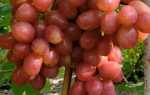 Сорт винограда Дынька: описание, правила посадки и способы ухода