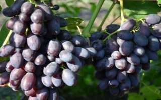 Виноград Аколон: описание сорта, правила посадки и способы ухода