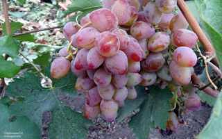 Виноград Алладин: характеристика, правила выращивания, отзывы садоводов