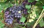 Виноград Черный кристалл: описание сорта, фото, отзывы садоводов