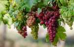 Виноград Азалия: описание, правила выращивания, отзывы садоводов