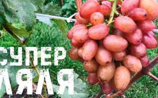 Виноград Супер Ляля: описание и особенности выращивание сорта
