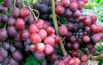 Виноград Заря Несветая: характеристика, правила выращивания, отзывы садоводов