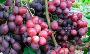 Виноград сорт Эверест: характеристика и особенности выращивания