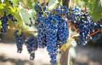 Виноград Мускат Блау: описание сорта, выращивание, фото, видео, отзывы