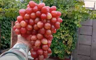 Виноград Роза Красная (Калугин В.М): описание сорта, посадка, уход, отзывы садоводов