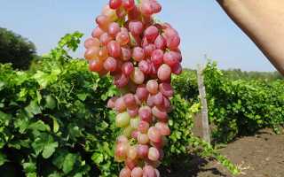 Виноград кишмиш Мечта: описание сорта, фото, отзывы садоводов