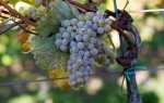 Виноград Цветочный: описание, правила посадки и способы ухода