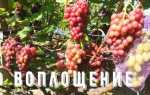 Виноград Воплощение: описание сорта, выращивание, фото, отзывы