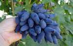 Виноград Викинг: описание сорта, выращивание, отзывы садоводов